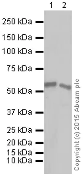 Western blot - Anti-PTEN antibody [Y184] - Low endotoxin, Azide free (AB219361)