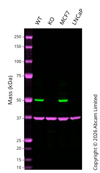 Western blot - Anti-PTEN antibody [Y184] - Low endotoxin, Azide free (AB219361)