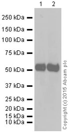Western blot - Anti-PTEN antibody [Y184] - Low endotoxin, Azide free (AB219361)