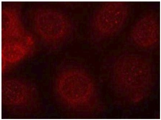 Immunocytochemistry/ Immunofluorescence - Anti-PTEN (phospho S370) antibody (AB195056), expandable thumbnail