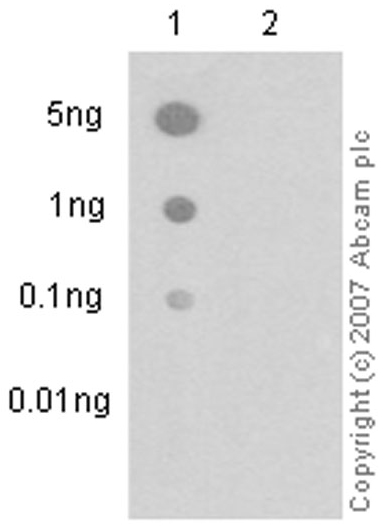 Dot Blot - Anti-PTEN (phospho S380) antibody [EP2138Y] (AB76431), expandable thumbnail