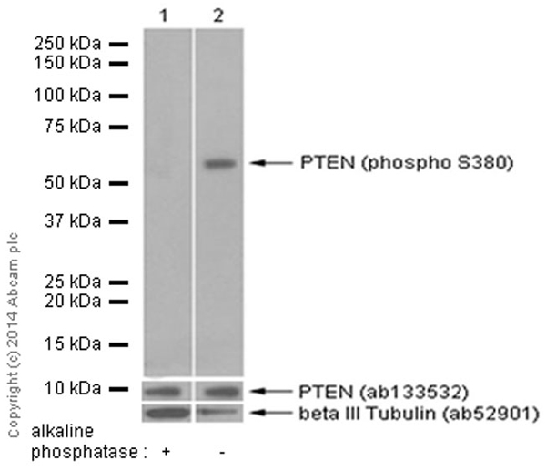 Western blot - Anti-PTEN (phospho S380) antibody [EP2138Y] (AB76431), expandable thumbnail