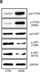 Western blot - Anti-PTEN (phospho S380) antibody [EP2138Y] (AB76431)