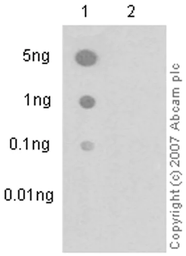 Dot Blot - Anti-PTEN (phospho S380) antibody [EP2138Y] - BSA and Azide free (AB247473)