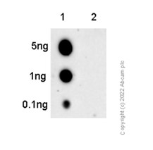 Dot Blot - Anti-PTEN (phospho T366) antibody [EP229] (AB109454), expandable thumbnail