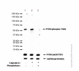 Western blot - Anti-PTEN (phospho T366) antibody [EP229] (AB109454)