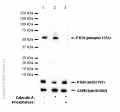 Western blot - Anti-PTEN (phospho T366) antibody [EP229] (ab109454), expandable thumbnail