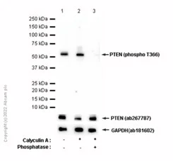 Western blot - Anti-PTEN (phospho T366) antibody [EP229] (AB109454)