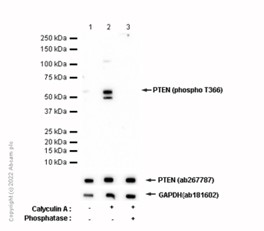 Western blot - Anti-PTEN (phospho T366) antibody [EP229] (AB109454), expandable thumbnail