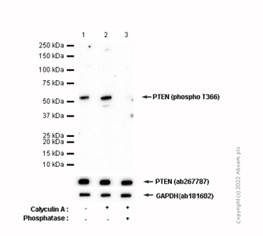 Western blot - Anti-PTEN (phospho T366) antibody [EP229] - BSA and Azide free (ab208104), expandable thumbnail
