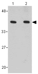 Western blot - Anti-PTER antibody (AB106526)