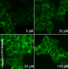 Functional Studies - Pterostilbene, Antioxidant and antiapoptotic agent (AB120961), expandable thumbnail