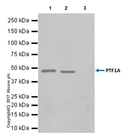 Immunoprecipitation - Anti-PTF1A antibody [EPR19011] (AB182398)
