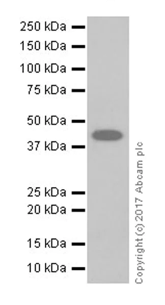 Western blot - Anti-PTF1A antibody [EPR19011] (AB182398)