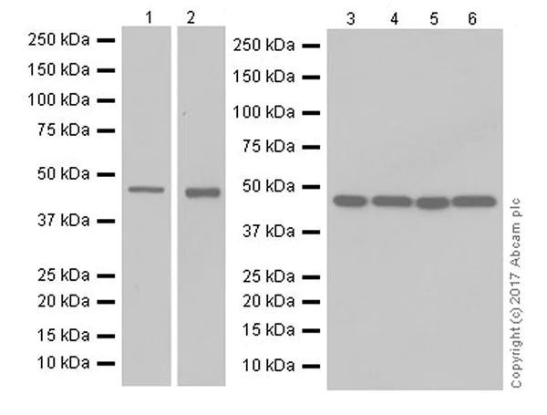 Western blot - Anti-PTF1A antibody [EPR19011] (AB182398)