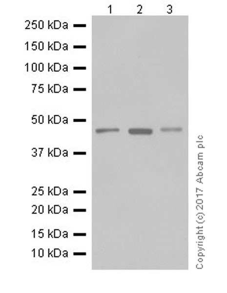 Anti-PTF1A antibody [EPR19011]