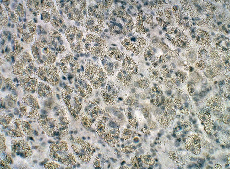 Immunohistochemistry (Formalin/PFA-fixed paraffin-embedded sections) - Anti-PTGER3 antibody (AB21227)