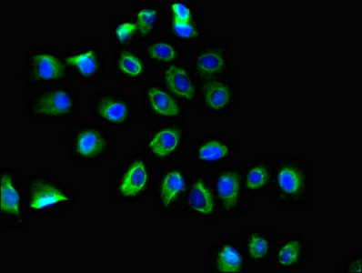 Immunocytochemistry/ Immunofluorescence - Anti-PTGER3 antibody (AB234838)