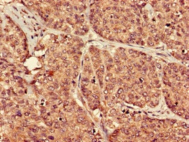 Immunohistochemistry (Formalin/PFA-fixed paraffin-embedded sections) - Anti-PTGER3 antibody (AB234838)