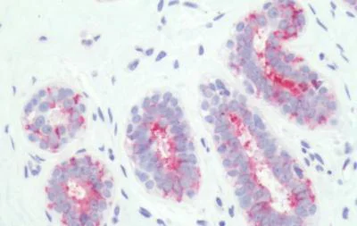 Immunohistochemistry (Formalin/PFA-fixed paraffin-embedded sections) - Anti-PTGER3 antibody - Cytoplasmic domain (AB189131)