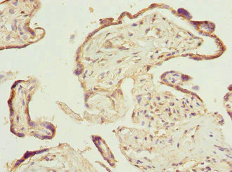 Immunohistochemistry (Formalin/PFA-fixed paraffin-embedded sections) - Anti-PTGES2/Gbf1 antibody (AB229961)