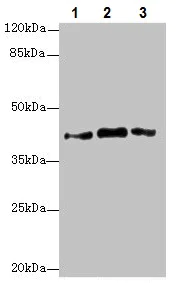 Western blot - Anti-PTGES2/Gbf1 antibody (AB229961)