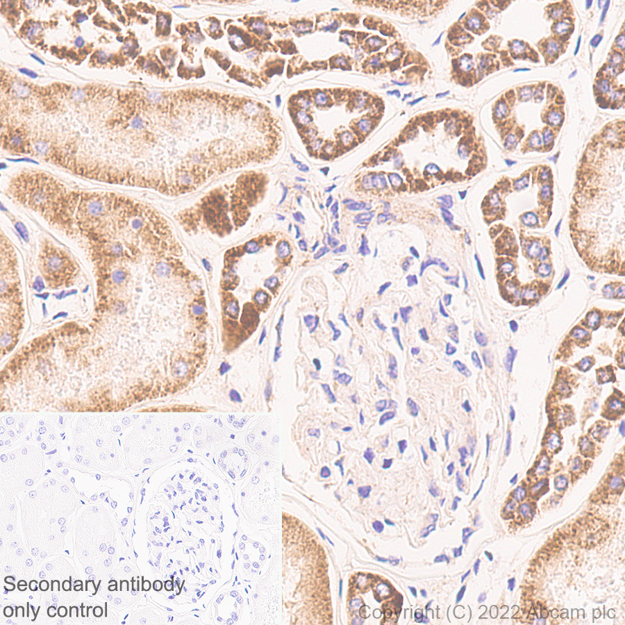 Immunohistochemistry (Formalin/PFA-fixed paraffin-embedded sections) - Anti-PTGES2/Gbf1 antibody [EPR25169-3] (AB300052)