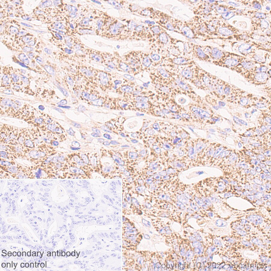 Immunohistochemistry (Formalin/PFA-fixed paraffin-embedded sections) - Anti-PTGES2/Gbf1 antibody [EPR25169-3] (AB300052)