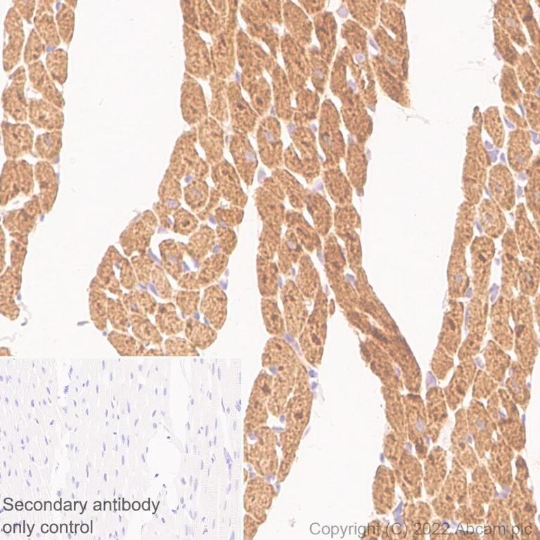 Immunohistochemistry (Formalin/PFA-fixed paraffin-embedded sections) - Anti-PTGES2/Gbf1 antibody [EPR25169-3] (AB300052)