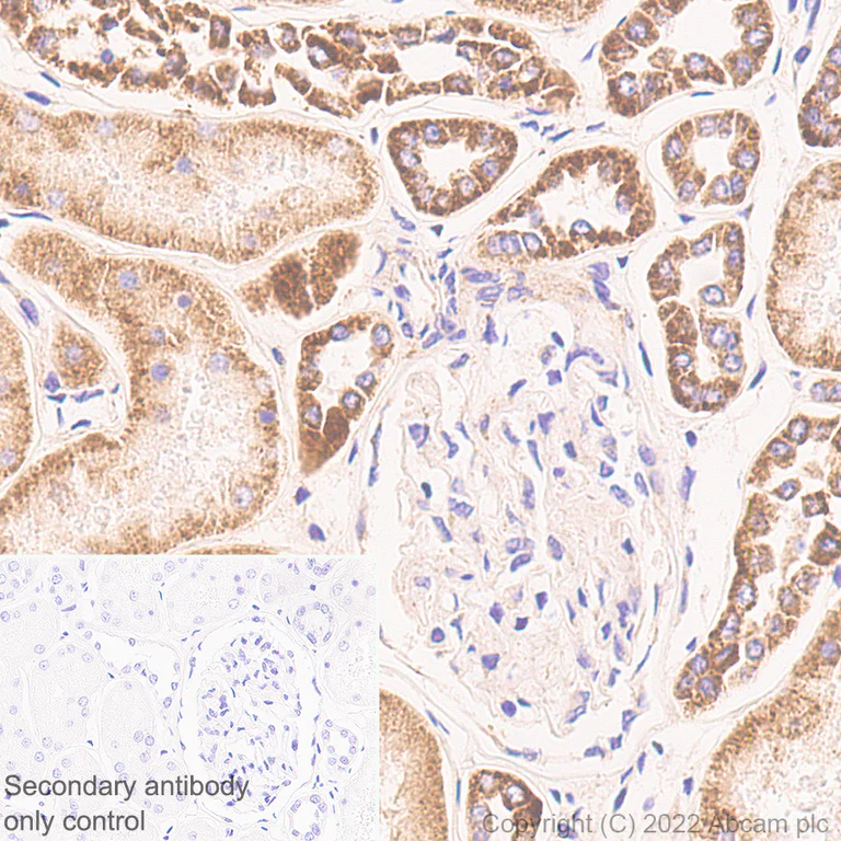 Immunohistochemistry (Formalin/PFA-fixed paraffin-embedded sections) - Anti-PTGES2/Gbf1 antibody [EPR25169-3] (BSA and Azide free) (AB300053)