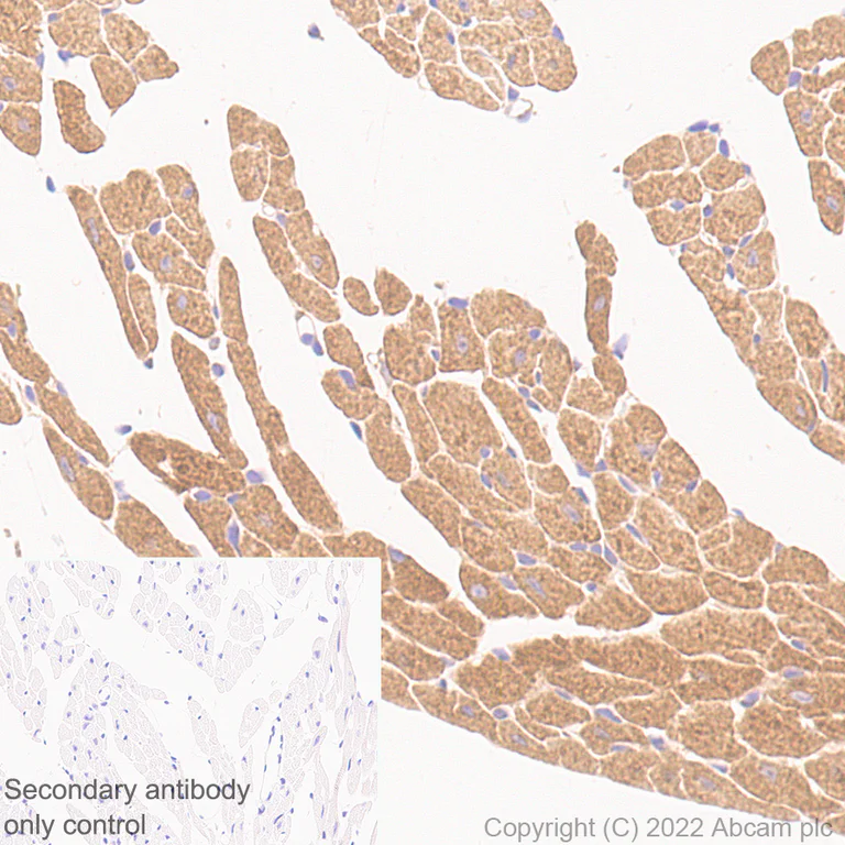 Immunohistochemistry (Formalin/PFA-fixed paraffin-embedded sections) - Anti-PTGES2/Gbf1 antibody [EPR25169-3] (BSA and Azide free) (AB300053)