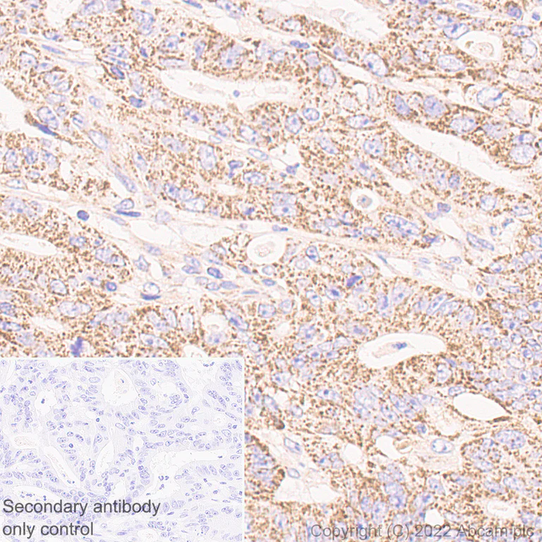 Immunohistochemistry (Formalin/PFA-fixed paraffin-embedded sections) - Anti-PTGES2/Gbf1 antibody [EPR25169-3] (BSA and Azide free) (AB300053)