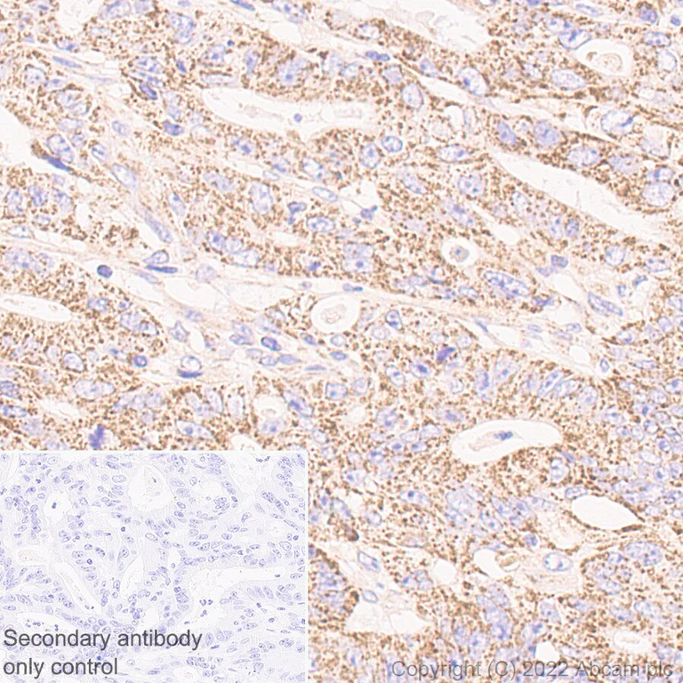 Immunohistochemistry (Formalin/PFA-fixed paraffin-embedded sections) - Anti-PTGES2/Gbf1 antibody [EPR25169-3] (BSA and Azide free) (AB300053)