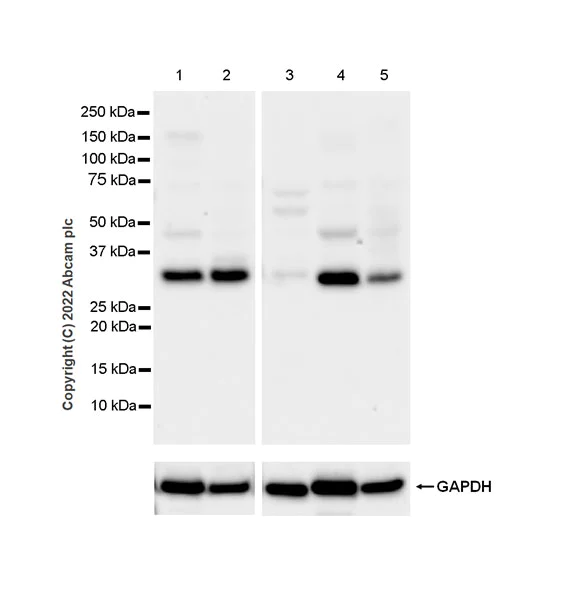 Western blot - Anti-PTGES2/Gbf1 antibody [EPR25169-3] (BSA and Azide free) (AB300053)