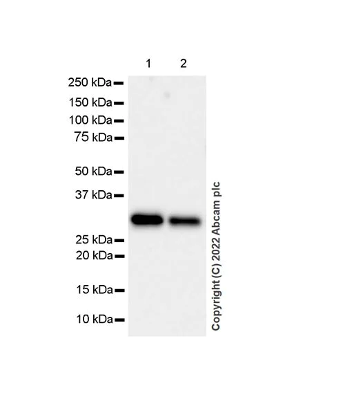 Western blot - Anti-PTGES2/Gbf1 antibody [EPR25169-3] (BSA and Azide free) (AB300053)