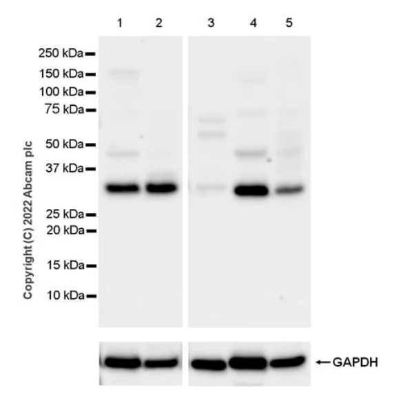 Western blot - Anti-PTGES2/Gbf1 antibody [EPR25169-3] (BSA and Azide free) (AB300053)