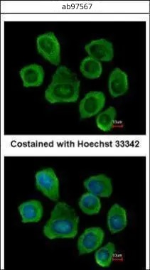 Immunocytochemistry/ Immunofluorescence - Anti-PTGFRN antibody (AB97567)
