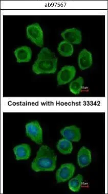 Immunocytochemistry/ Immunofluorescence - Anti-PTGFRN antibody (AB97567)