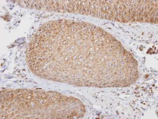 Immunohistochemistry (Formalin/PFA-fixed paraffin-embedded sections) - Anti-PTGFRN antibody (AB97567)