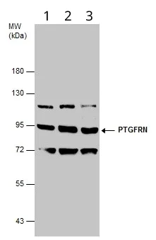 Western blot - Anti-PTGFRN antibody (AB97567)