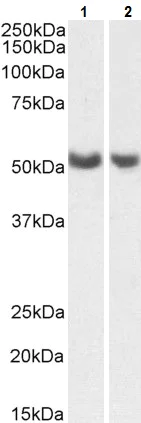 Western blot - Anti-PTGIS/PGIS antibody (AB223578)
