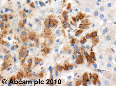 Immunohistochemistry (Formalin/PFA-fixed paraffin-embedded sections) - Anti-PTGIS/PGIS antibody (AB23668)