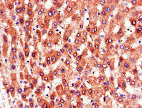 Immunohistochemistry (Formalin/PFA-fixed paraffin-embedded sections) - Anti-PTGR1 antibody (AB222818), expandable thumbnail