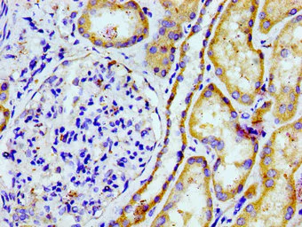 Immunohistochemistry (Formalin/PFA-fixed paraffin-embedded sections) - Anti-PTGR2 antibody (AB236891)