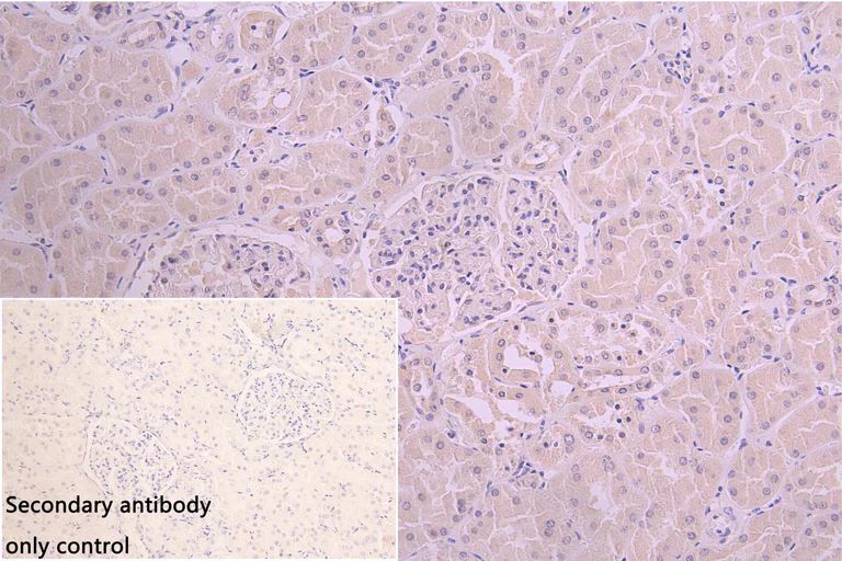 Immunohistochemistry (Formalin/PFA-fixed paraffin-embedded sections) - Anti-PTGR2 antibody (AB236891)