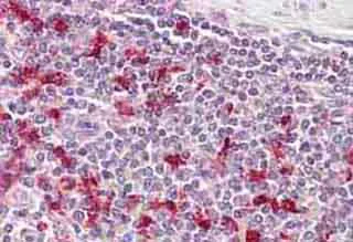 Immunohistochemistry (Formalin/PFA-fixed paraffin-embedded sections) - Anti-PTMA antibody (AB134803)