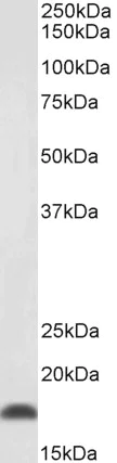 Western blot - Anti-PTN antibody - C-terminal (AB223674)