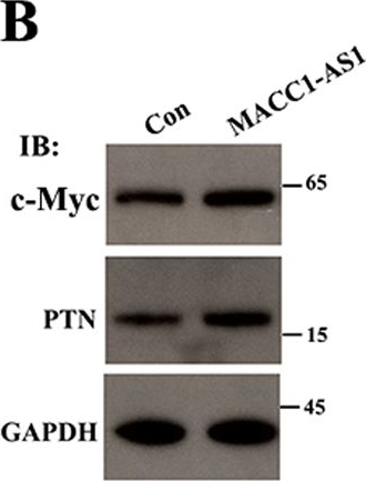 Western blot - Anti-PTN antibody [EP3040(2)] (AB133517), expandable thumbnail
