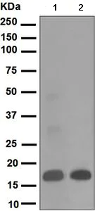 Western blot - Anti-PTN antibody [EP3040(2)] - BSA and Azide free (AB284804)