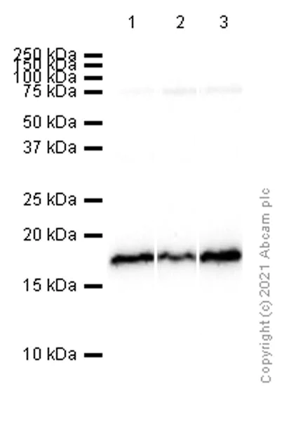Western blot - Anti-PTN antibody [EPR3041] - BSA and Azide free (AB247502)